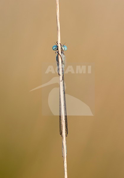 Watersnuffel verstopt zicht; Common Blue Damselfly trying to hide; stock-image by Agami/Walter Soestbergen,