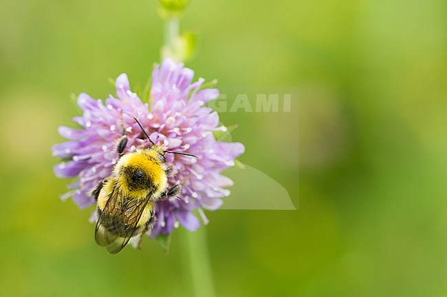 Bombus lucorum - White-tailed bumblebee - Helle Erdhummel, Italy (South Tyrol), imago, male stock-image by Agami/Ralph Martin,
