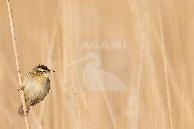 Sedge Warbler - Schilfrohrsänger - Acrocephalus schoenobaenus, Germany (Schleswig-Holstein), adult stock-image by Agami/Ralph Martin,