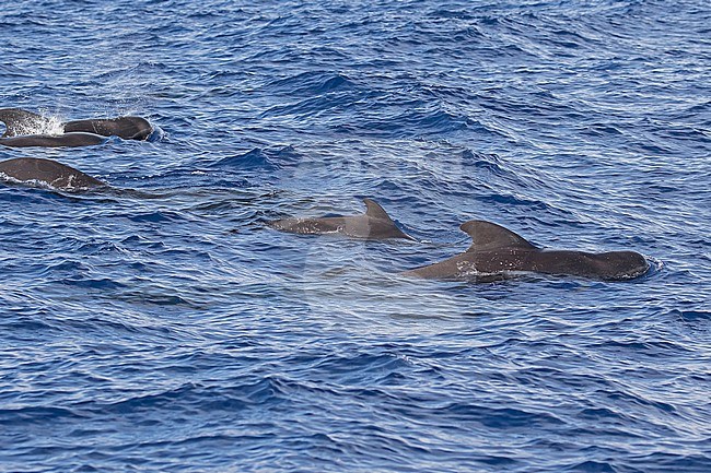 Short-finned pilot whale (Globicephala macrorhynchus) off Kauai island, Hawaii, United States. stock-image by Agami/Pete Morris,