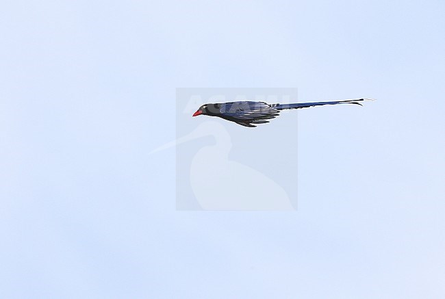 Taiwan Blue Magpie (Urocissa caerulea) gliding overhead. Also called Formosan Blue Magpie stock-image by Agami/James Eaton,