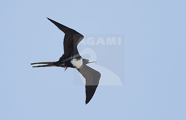 Magnificent Frigatebird (Fregata magnificens rothschildi), female in flight at Dry Tortugas, USA stock-image by Agami/Helge Sorensen,