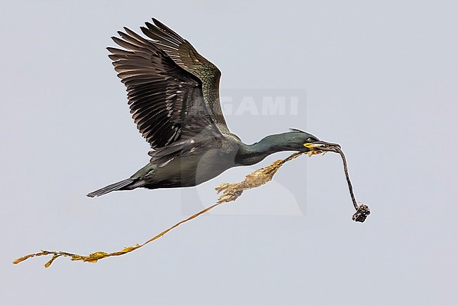 Shag (Phalacrocorax aristotelis) in Norway. stock-image by Agami/Daniele Occhiato,