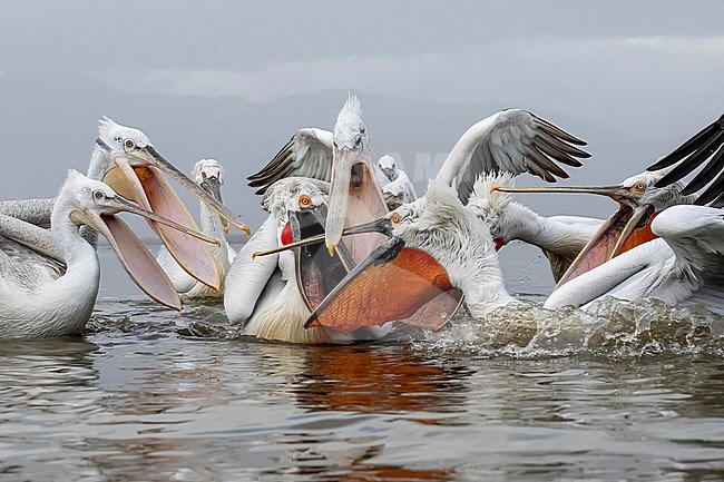 Dalmatian Pelican (Pelecanus crispus) feeding on fish on lake Kerkini in Greece. stock-image by Agami/Marcel Burkhardt,