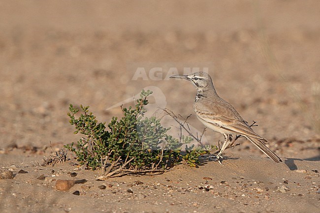 Greater Hoopoe-Lark (Alaemon alaudipes) standing on the arid ground near Bab al Shams in the United Arab Emirates. stock-image by Agami/Helge Sorensen,