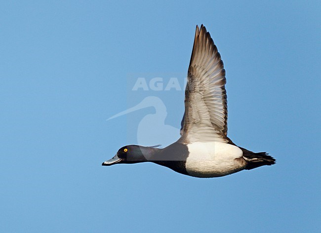 Vliegend mannetje Kuifeend;Flying male Tufted Duck stock-image by Agami/Ran Schols,