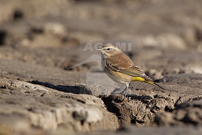 Palm Warbler (Setophaga palmarum) on ground during autumn migration at Cape May, New Jersey, USA stock-image by Agami/Helge Sorensen,