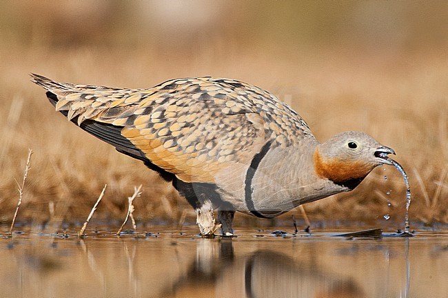 Man Zwartbuikzandhoen drinkend bij de drinkplaats;, Male Black-bellied Sandgrouse (Pterocles alchata) drinking at a drinking pool stock-image by Agami/Marc Guyt,