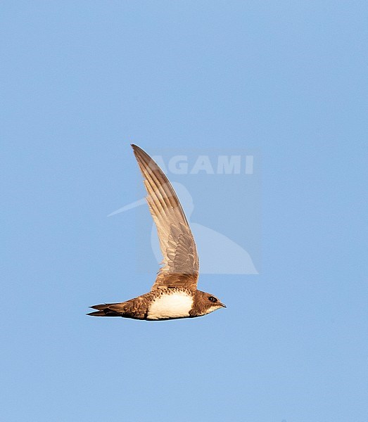 Alpine Swift (Apus melba) in flight in Spain. Seen from the side, showing under wing. stock-image by Agami/Marc Guyt,