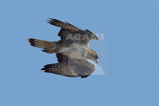 Bonelli's Eagle (Aquila fasciata fasciata), adult bird in flight against blue sky stock-image by Agami/Kari Eischer,