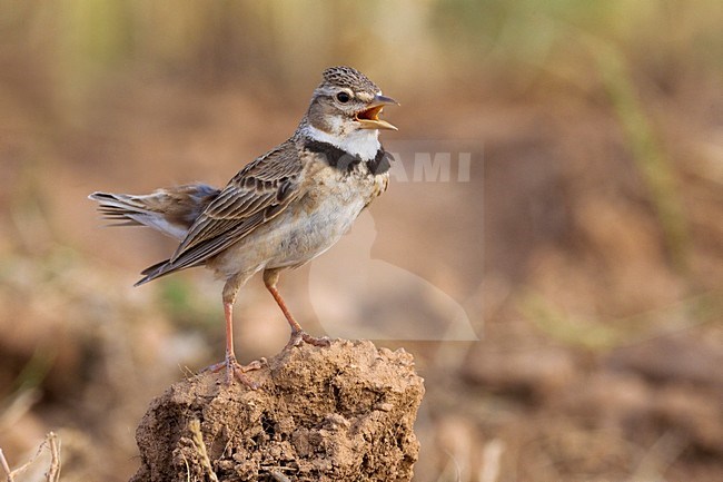 Kalanderleeuwerik zingend op rots; Calandra Lark singing on rock stock-image by Agami/Daniele Occhiato,