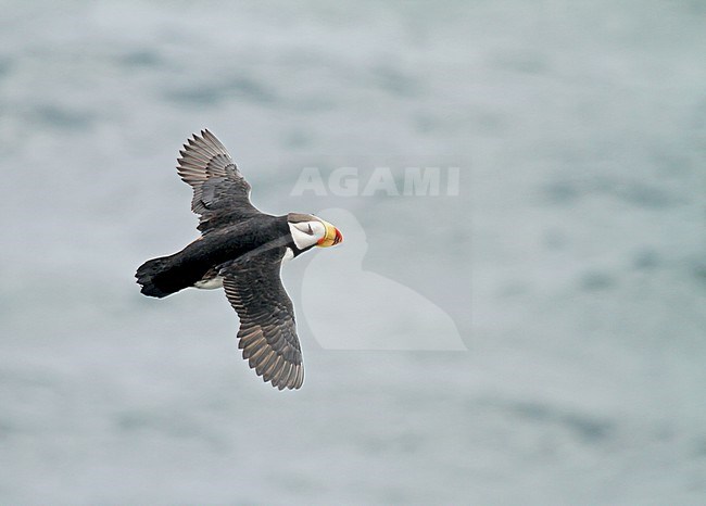 Adult Horned Puffin (Fratercula corniculata) during spring in Alaska, United States. stock-image by Agami/Pete Morris,