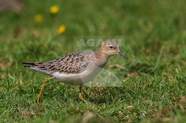 Blonde Ruiter, Buff-breasted Sandpiper stock-image by Agami/Daniele Occhiato,