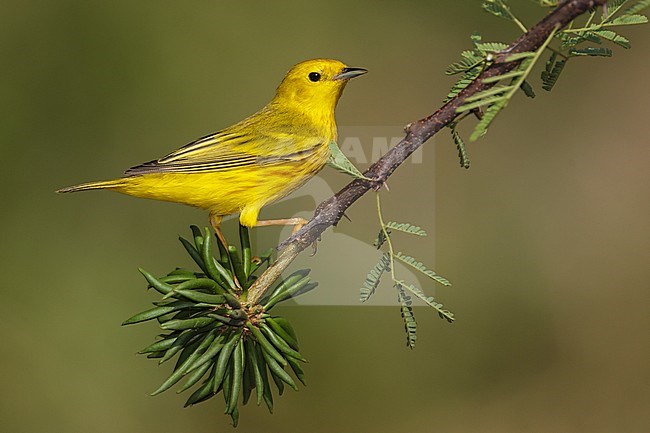 Adult male
Galveston Co., TX
April 2012 stock-image by Agami/Brian E Small,