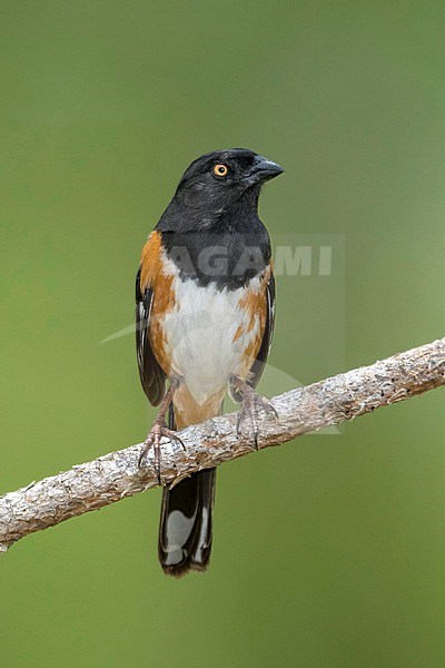 Adult male Eastern towhee, Pipilo erythrophthalmus
Miami-Dade Co., FL stock-image by Agami/Brian E Small,