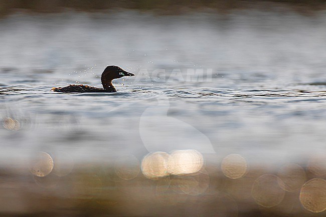 Little Grebe (Tachybaptus ruficollis) in Italy. Swimming on a lake. stock-image by Agami/Daniele Occhiato,