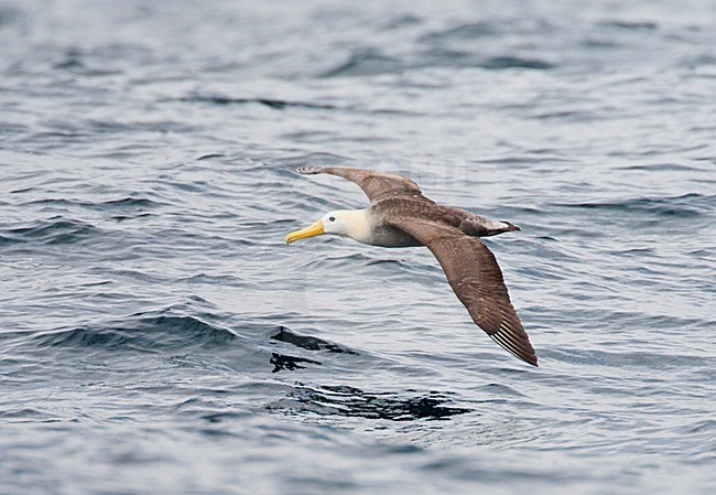 Galapagosalbatros, Waved Albatross, Phoebastria irrorata stock-image by Agami/Marc Guyt,