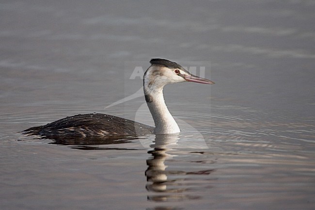 Great Crested Grebe winter plumage; Fuut winterkleed stock-image by Agami/Marc Guyt,