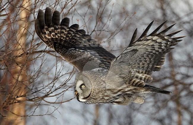 Laplanduil in vlucht, Great Grey Owl in flight stock-image by Agami/Markus Varesvuo,