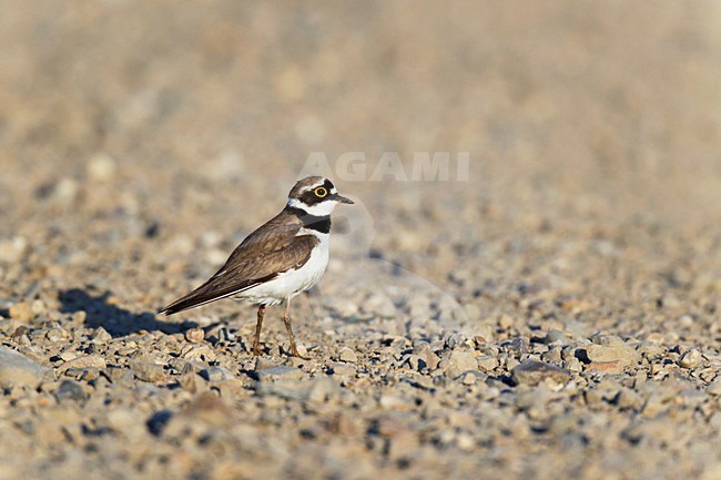 Mannetje Kleine Plevier staand in broedbiotoop van zand en grind. Male Little Ringed Plover standing in its breeding habitat of sand and pebbles. stock-image by Agami/Ran Schols,