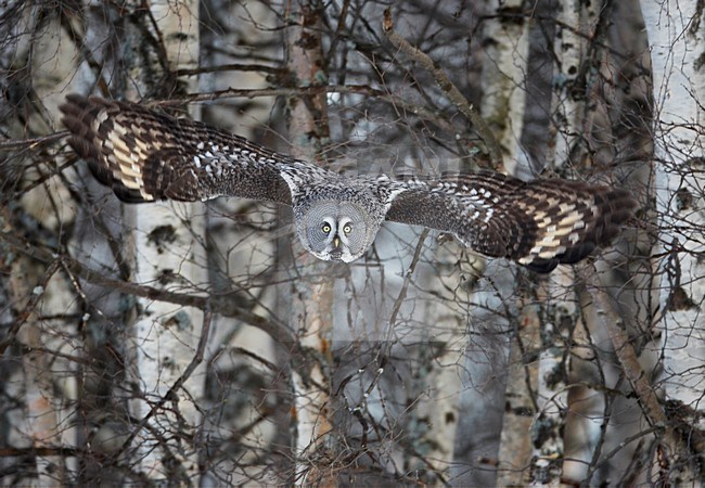 Laplanduil vliegend; Great Grey Owl flying stock-image by Agami/Markus Varesvuo,