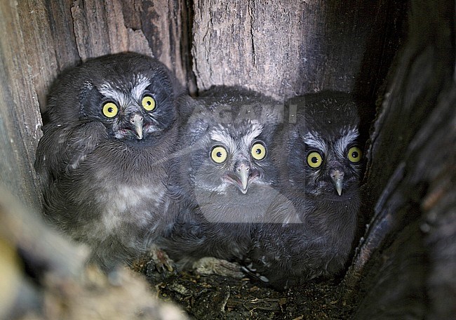 Ruigpootuil jongen, Boreal Owl young stock-image by Agami/Dick Forsman,