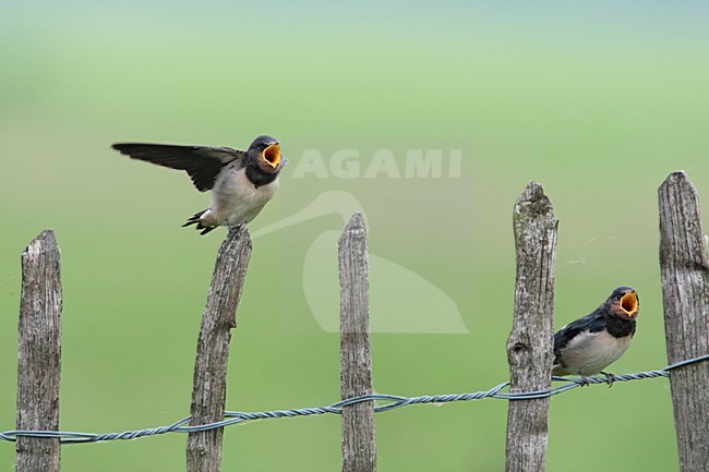 Boerenzwaluw twee juvenielen bedelend om voer Nederland; Barn Swallow two juveniles begging for food Netherlands stock-image by Agami/Wil Leurs,