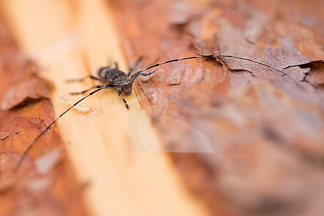 Image of a Acanthocinus griseus in a woodland in eastern Russia (Baikal). This is a species of longhorn beetle of the subfamily Lamiinae. stock-image by Agami/Ralph Martin,