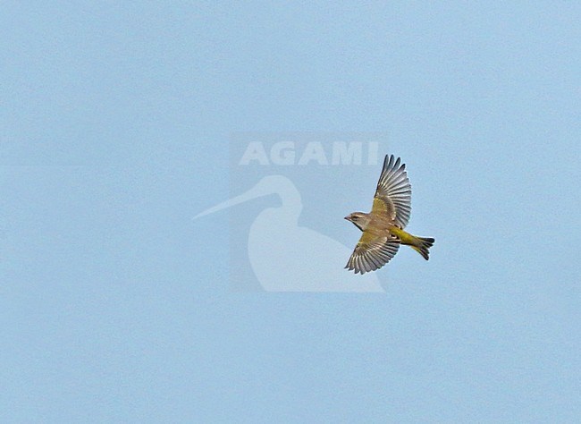 Female European Greenfinch (Carduelis chloris) in flight. stock-image by Agami/Fred Visscher,