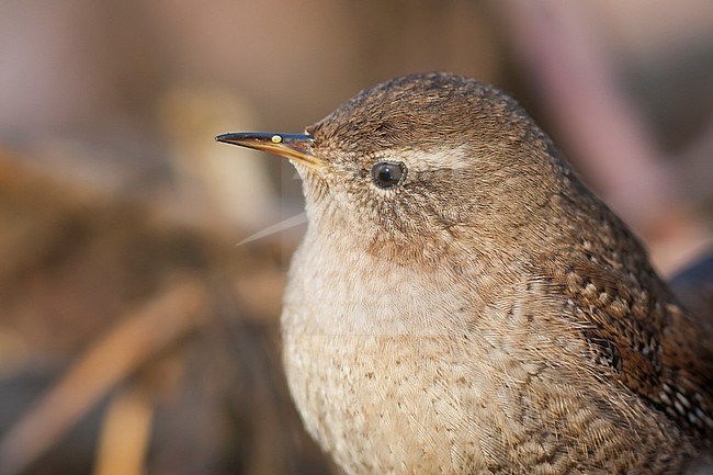 Northern Wren - Zaunkönig - Troglodytes troglodytes ssp. troglodytes, Germany, adult stock-image by Agami/Ralph Martin,