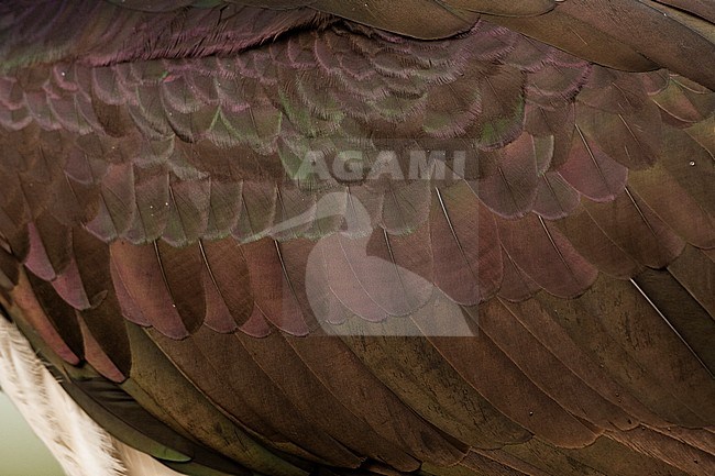 Zwarte Ooievaar verenkleed in close up; Close up of Black Stork plumage stock-image by Agami/Marc Guyt,