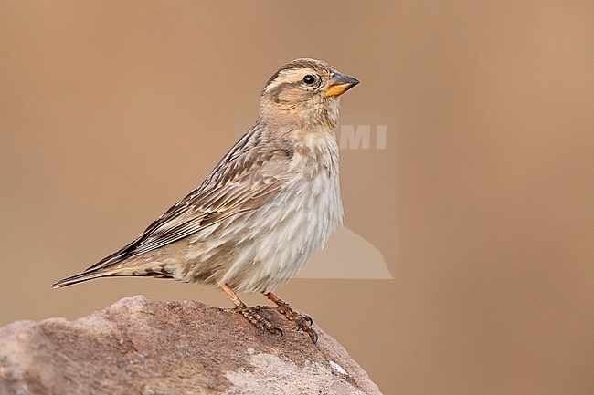 Rock Sparrow (Petronia petronia barbara),side view of an adult standing on a stone in Morocco. stock-image by Agami/Saverio Gatto,