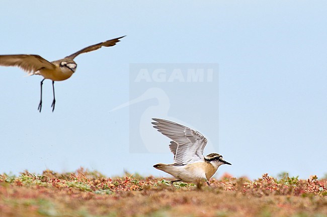 Kittlitz's Plover (Charadrius pecuarius) in action, Zimbabwe stock-image by Agami/Tomas Grim,