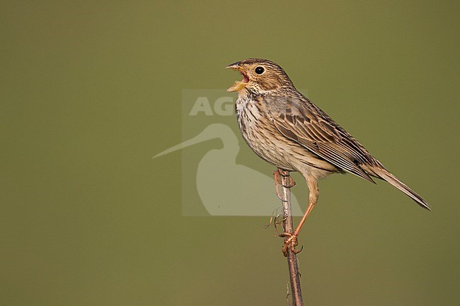 Corn Bunting - Grauammer - Miliaria calandra ssp. calandra, Hungary, adult stock-image by Agami/Ralph Martin,