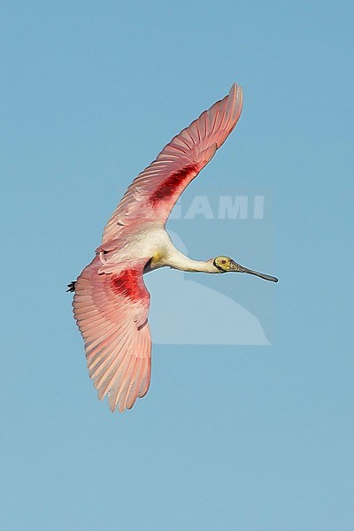 Adult Roseate Spoonbill, Platalea ajaja, landing
Galveston Co., Texas
May 2016 stock-image by Agami/Brian E Small,