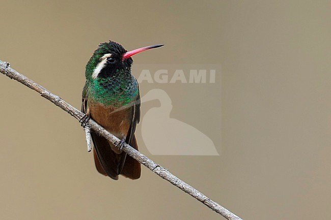 Xantus's Hummingbird (Basilinna xantusii) is a medium-sized hummingbird endemic to Baja California, Mexico. Also known as Hylocharis xantusii. stock-image by Agami/Dubi Shapiro,