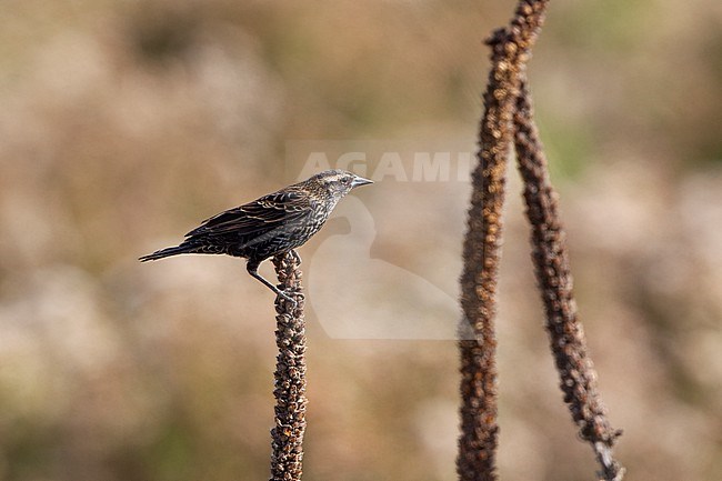 Red-winged Blackbird (Agelaius phoeniceus), perched female at Cape May, New Jersey, USA stock-image by Agami/Helge Sorensen,