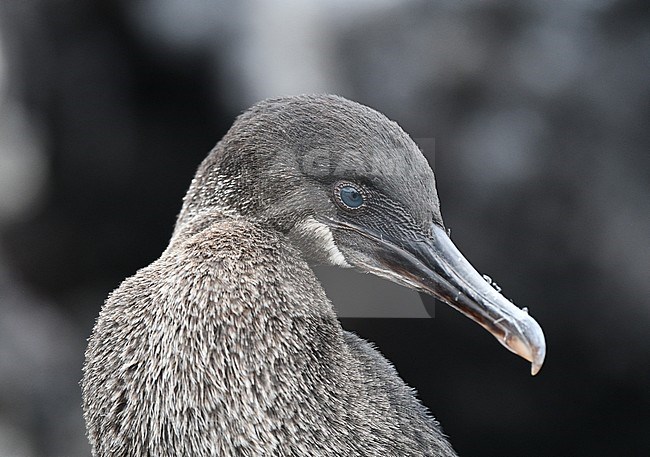 Flightless Cormorant (Nannopterum harrisi) on the island Isabela in the Galapagos islands. stock-image by Agami/Laurens Steijn,