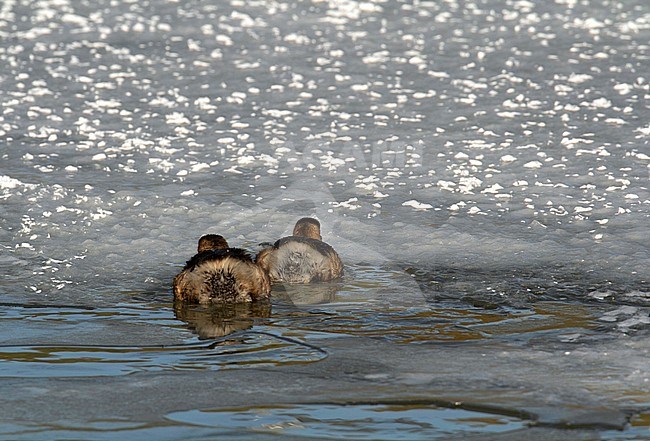 Two wintering Little Grebes (Tachybaptus ruficollis) in the Netherlands. Swimming in a frozen lake, seen on the ass. stock-image by Agami/Edwin Winkel,