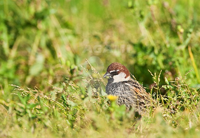 Spaanse Mus etend van zaadjes in een grasveld; Spanish Sparrow eating on seeds in a park in Eilat stock-image by Agami/Marc Guyt,