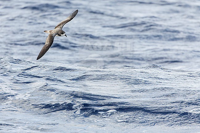 Bermuda Petrel, Pterodroma cahow, off the coast near the colony on Nonsuch island, Bermuda. Bird in flight. stock-image by Agami/Marc Guyt,