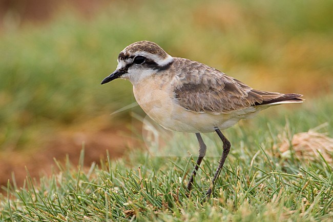 Volwassen Herdersplevier; Adult Kittlitz\'s Plover stock-image by Agami/Daniele Occhiato,