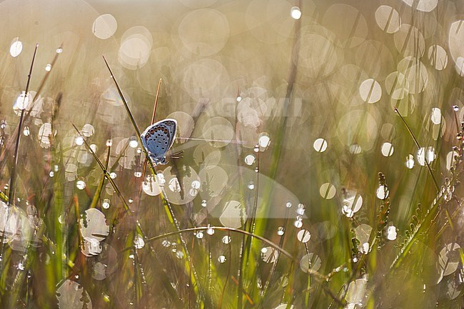 Heideblauwtje, Silver-studded Blue, Plebejus aragus stock-image by Agami/Wil Leurs,