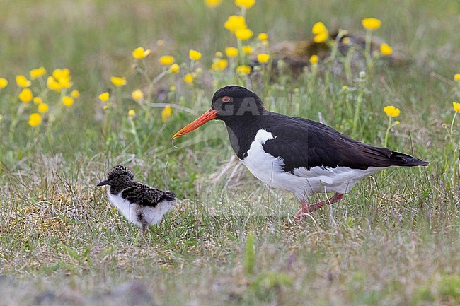 Eurasian Oystercatcher (Haematopus ostralegus), side view of an adult standing on the ground with a chick, Southern Region, Iceland stock-image by Agami/Saverio Gatto,