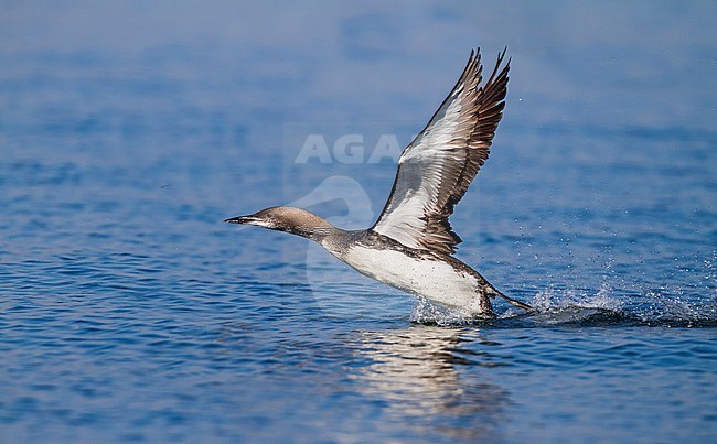 Black-throated Diver, Gavia arctica, Germany, adult moulting stock-image by Agami/Ralph Martin,