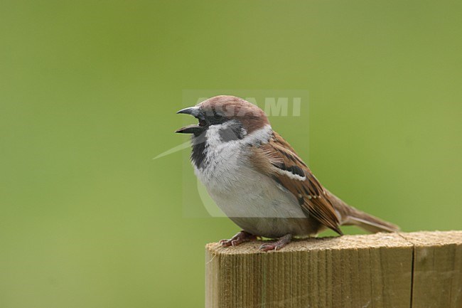 Zingende Ringmus op hekje; Singing Eurasian Tree Sparrow perched on fench stock-image by Agami/Chris van Rijswijk,