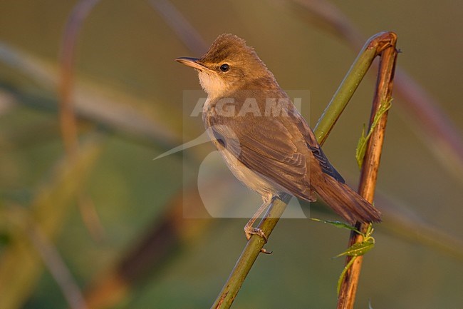 Grote Karekiet zittend in riet; Great Reed Warbler perched in reed stock-image by Agami/Daniele Occhiato,