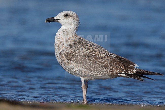 Yellow-legged Gull (Larus michahellis), standing on the shore stock-image by Agami/Saverio Gatto,