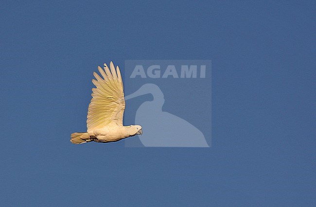 Sulphur-crested Cockatoo (Cacatua galerita galerita) in flight stock-image by Agami/Andy & Gill Swash ,