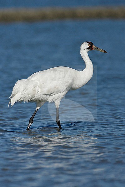 Adult
Aransas Co., TX
January 2009 stock-image by Agami/Brian E Small,